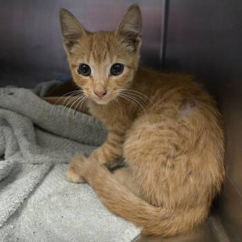 Ollie -  Domestic Short Hair Cat for Adoption in Nashville, Tennessee - Ollie | PetCurious
