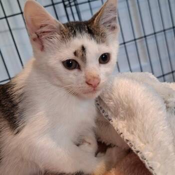 Zipper -  Domestic Short Hair Cat for Adoption in New York, New York - Zipper | PetCurious