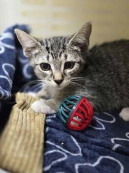 93977a Tia Teacup- PetSmart North Charleston -  Domestic Short Hair Cat for Adoption in North Charleston, South Carolina - 93977a Tia Teacup- PetSmart North Charleston | PetCurious