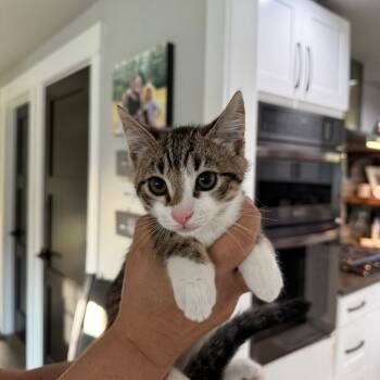 Rescue Domestic Short Hair Cats for Adoption in Ferndale, Washington - Kitten 6 | PetCurious