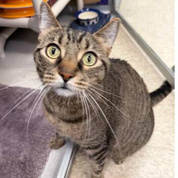Kaiser -  Domestic Short Hair Cat for Adoption in Des Moines, Iowa - Kaiser | PetCurious