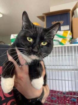 Domestic Short Hair Cats Available for Adoption in Bolivar, Missouri - Gustavo | PetCurious
