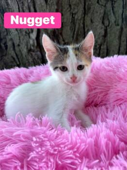 Nugget -  Calico Cat for Adoption in Crown Point, Indiana - Nugget | PetCurious
