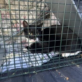 Goose Feather -  Domestic Short Hair Cat for Adoption in Greensboro, North Carolina - Goose Feather | PetCurious