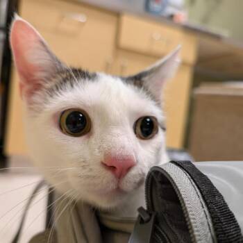 Smeagol -  Domestic Short Hair Cat for Adoption in Baltimore, Maryland - Smeagol | PetCurious
