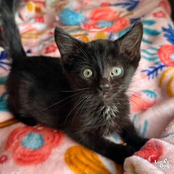 Rescue Domestic Short Hair Cats for Adoption in Washington, District Of Columbia - Pumpkin | PetCurious