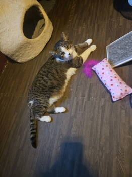 Rescue Tabby and Domestic Short Hair Cats for Adoption - Merlin | PetCurious