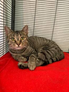Rescue Domestic Short Hair Cats for Adoption in Pine Grove, Pennsylvania - Nyx | PetCurious