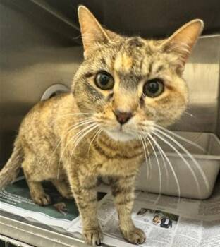LUCILLE -  Domestic Short Hair Cat for Adoption in Anchorage, Alaska - LUCILLE | PetCurious