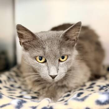Nadine -  Domestic Medium Hair Cat for Adoption in Stafford Township, New Jersey - Nadine | PetCurious