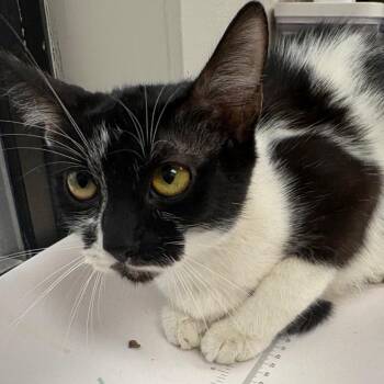 Momma Appetizer -  Domestic Short Hair Cat for Adoption in Columbiana, Alabama - Momma Appetizer | PetCurious