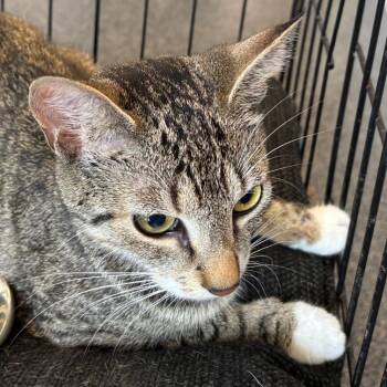Little Bo Peep -  Domestic Short Hair Cat for Adoption in Allentown, Pennsylvania - Little Bo Peep | PetCurious