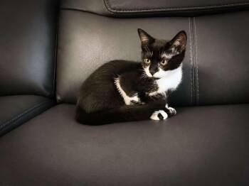 Moondancer -  Domestic Short Hair Cat for Adoption in Price, Utah - Moondancer | PetCurious