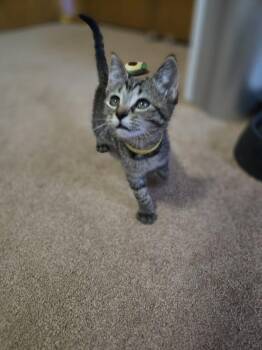 Sunny -  Domestic Short Hair Cat for Adoption in Union Grove, Wisconsin - Sunny | PetCurious