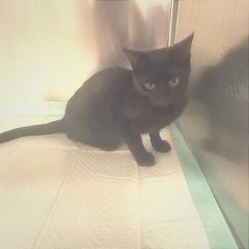 Dove -  Domestic Short Hair Cat for Adoption in Fort Worth, Texas - Dove | PetCurious