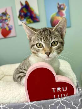 Rescue Domestic Short Hair Cats for Adoption in Muskego, Wisconsin - Emma - Purrfect Young Kitten | PetCurious