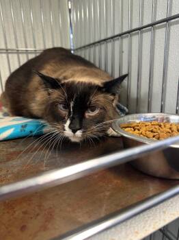 Siamese Cats Available for Adoption in Rock Springs, Wyoming - Po | PetCurious