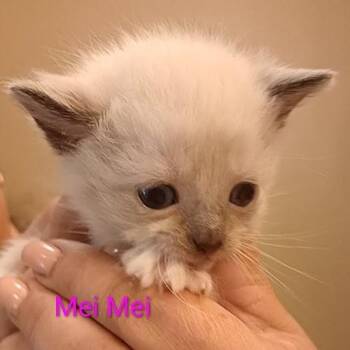 Mei Mei -  Domestic Short Hair and Siamese Cat for Adoption in Grand Rapids, Minnesota - Mei Mei | PetCurious