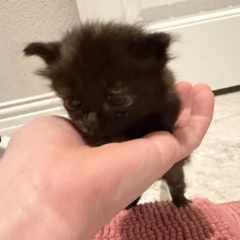Domestic Short Hair Cats Available for Adoption in Springtown, Texas - Petunia | PetCurious
