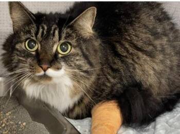 Kota -  Domestic Long Hair and Domestic Short Hair Cat for Adoption in East Brookfield, Massachusetts - Kota | PetCurious