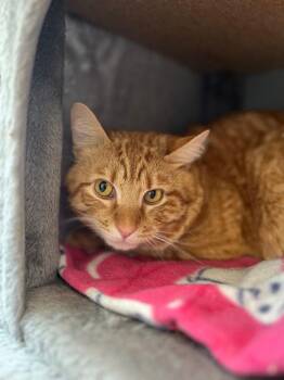 Domestic Medium Hair Cats Available for Adoption - Tigger | PetCurious