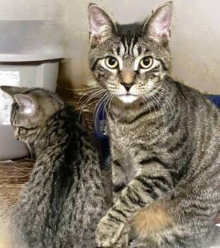 Domestic Short Hair Cats Available for Adoption - Ptarmigane (& Aldafar) | PetCurious