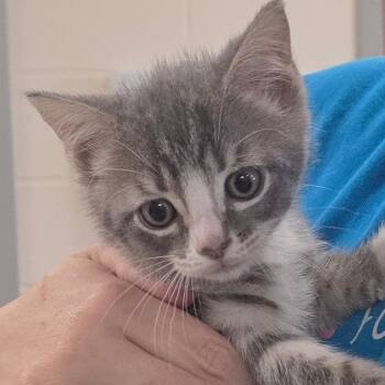 Rain Whisker -  Domestic Short Hair Cat for Adoption in Chatham, Virginia - Rain Whisker | PetCurious