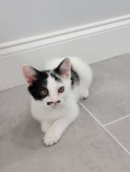 Rescue Domestic Short Hair Cats for Adoption in Manchester, Connecticut - Coke | PetCurious