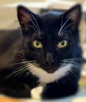 Rescue Domestic Short Hair Cats for Adoption in Ocean Springs, Mississippi - Socks | PetCurious