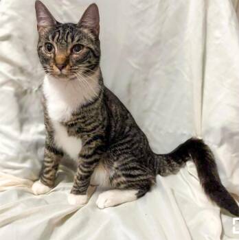 Rescue Domestic Short Hair Cats for Adoption in Columbia, South Carolina - Lexie | PetCurious