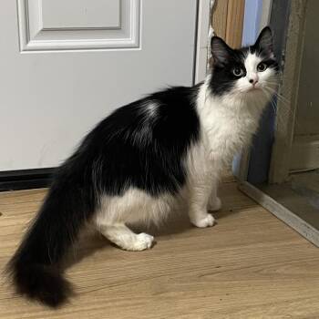 Fluffy (Xavier) -  Domestic Medium Hair Cat for Adoption in Westport, Connecticut - Fluffy (Xavier) | PetCurious