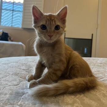 Theodora -  Domestic Medium Hair Cat for Adoption in Las Vegas, Nevada - Theodora | PetCurious