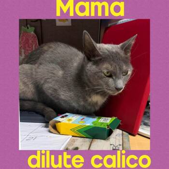 Calico Cats Available for Adoption - Mama | PetCurious