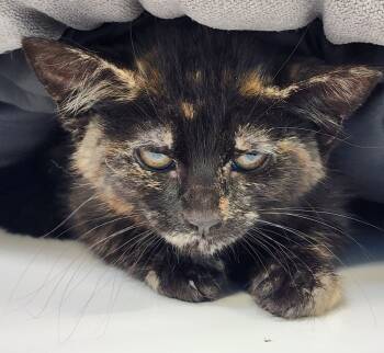 Rescue Domestic Short Hair Cats for Adoption in Gold Beach, Oregon - Jade | PetCurious