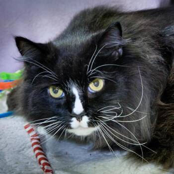 AJ -  Maine Coon and Domestic Long Hair Cat for Adoption in Versailles, Kentucky - AJ | PetCurious