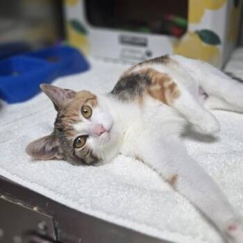 Neopolitina -  Domestic Short Hair Cat for Adoption in Westland, Michigan - Neopolitina | PetCurious