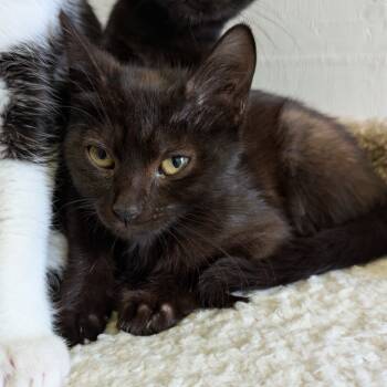 Rescue Domestic Short Hair Cats for Adoption in Aberdeen, Washington - Leek | PetCurious