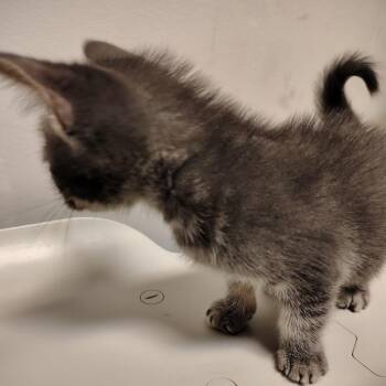 Plankton -  Domestic Short Hair Cat for Adoption in Coos Bay, Oregon - Plankton | PetCurious