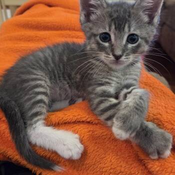 Domestic Short Hair Cats Available for Adoption in Bryan, Texas - Nasa | PetCurious
