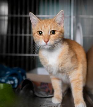KEKE -  Tabby Cat for Adoption in Pasadena, California - KEKE | PetCurious