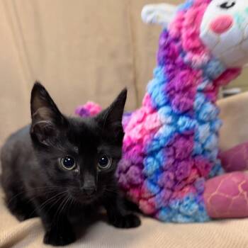 Domestic Short Hair Cats Available for Adoption in Columbus, North Carolina - Soot | PetCurious