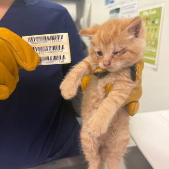 Bentley -  Domestic Medium Hair Cat for Adoption in Charleston, West Virginia - Bentley | PetCurious