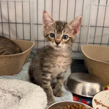 Domestic Short Hair Cats Available for Adoption in Austin, Texas - Turk 7 | PetCurious