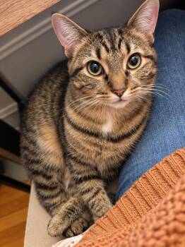 Fairytale -  Domestic Short Hair Cat for Adoption in Chicago, Illinois - Fairytale | PetCurious