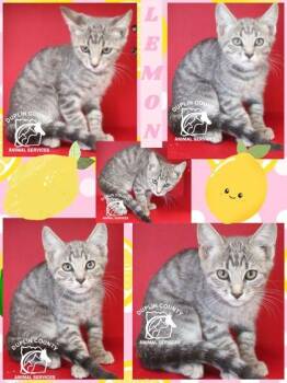 LEMON -  Domestic Short Hair Cat for Adoption in Kenansville, North Carolina - LEMON | PetCurious