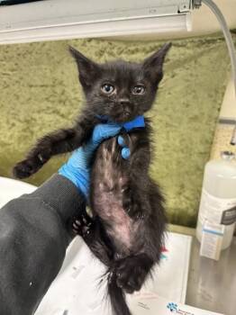 NYX -  Domestic Short Hair Cat for Adoption in Riverside, California - NYX | PetCurious