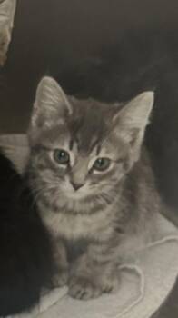 Ash -  Domestic Short Hair Cat for Adoption in Simcoe, Ontario - Ash | PetCurious