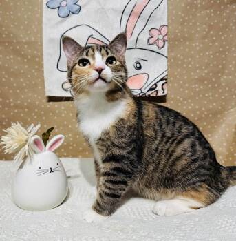 Domestic Short Hair Cats Available for Adoption in Groveland, Massachusetts - Crumbles | PetCurious