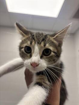 RASCAL -  Domestic Short Hair Cat for Adoption in Indianapolis, Indiana - RASCAL | PetCurious