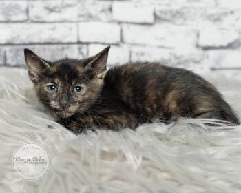 Annie -  Tortoiseshell and Domestic Short Hair Cat for Adoption in Tuscaloosa, Alabama - Annie | PetCurious